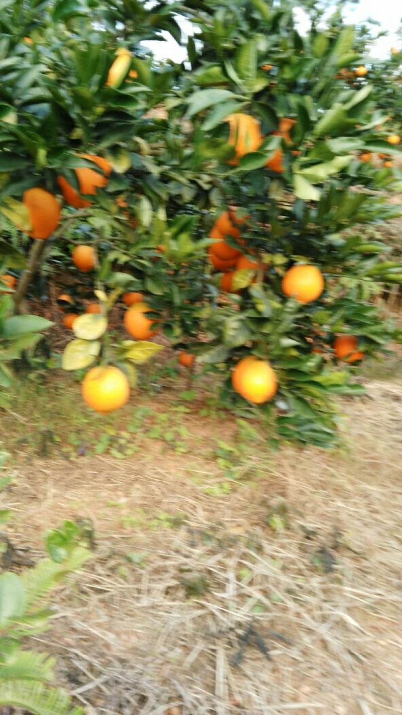 赣南脐橙