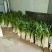黄皮洋葱4~8厘米