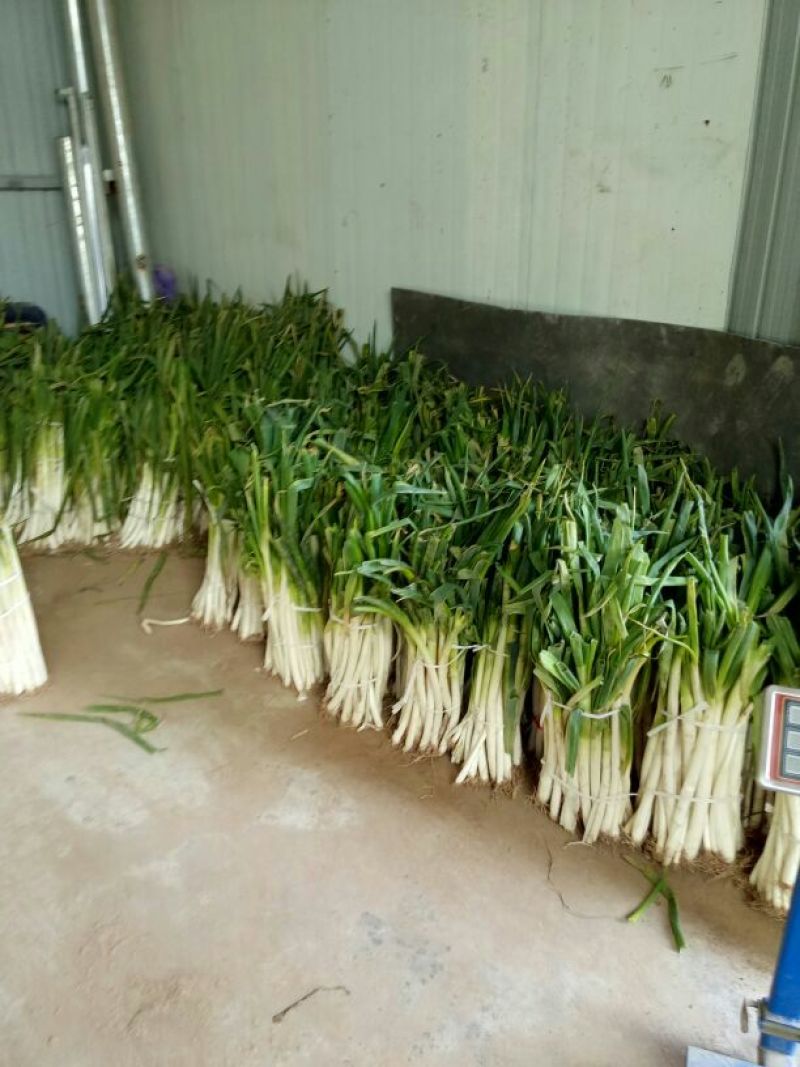 黄皮洋葱4~8厘米