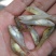 河虾冰鲜虾26~30只/kg