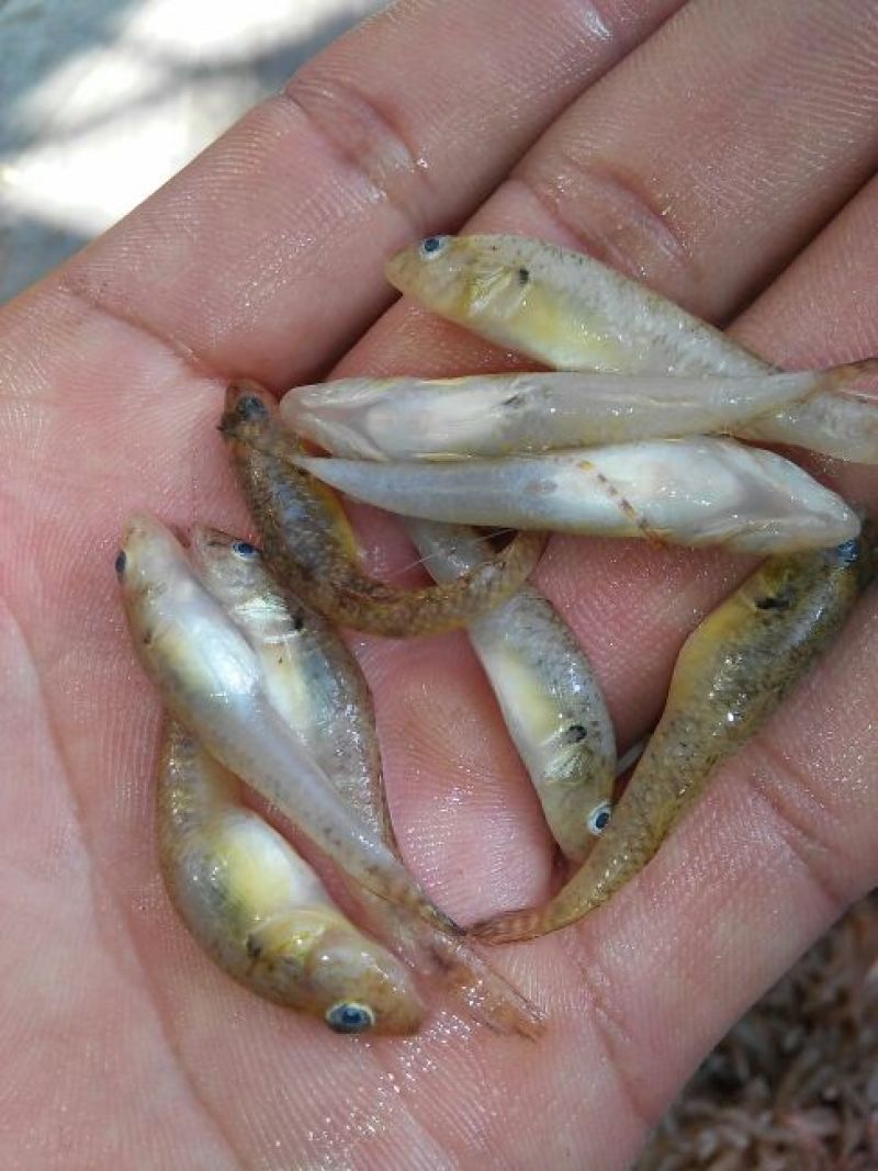 河虾冰鲜虾26~30只/kg