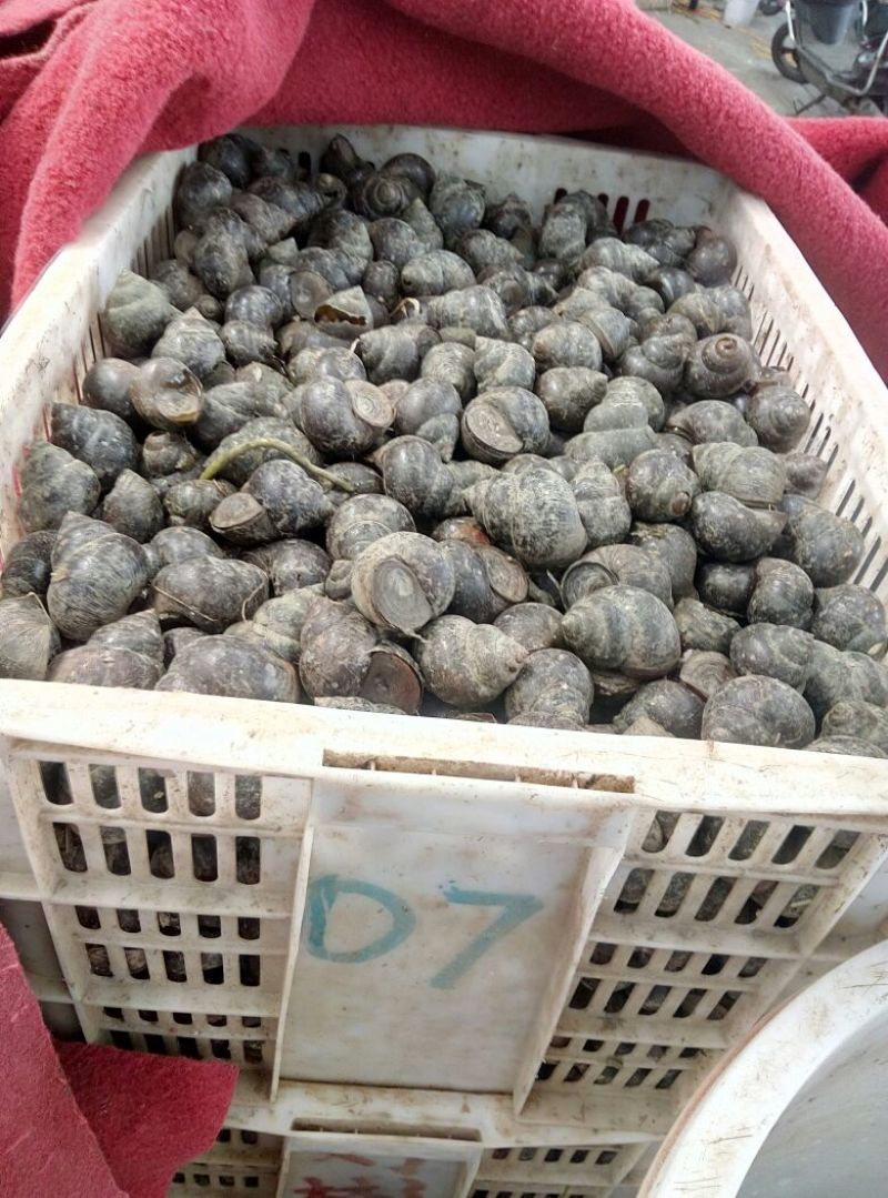 田螺食用鲜活