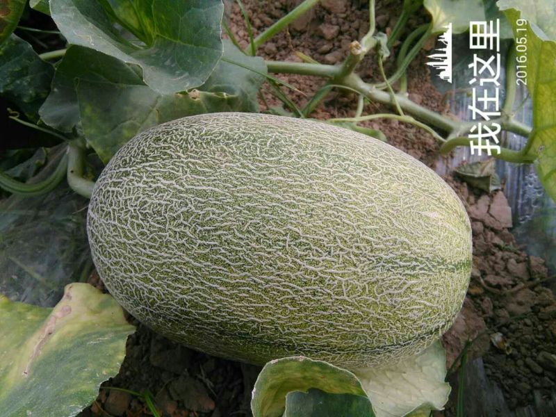 西州蜜瓜2斤以上椭圆形