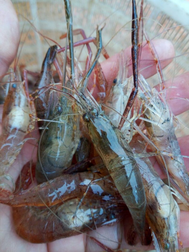 河虾活虾16~20只/kg
