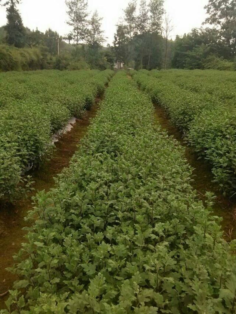 白菊花茶开花