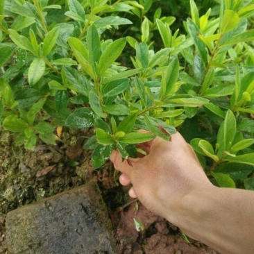 杜鹃苗20~30cm