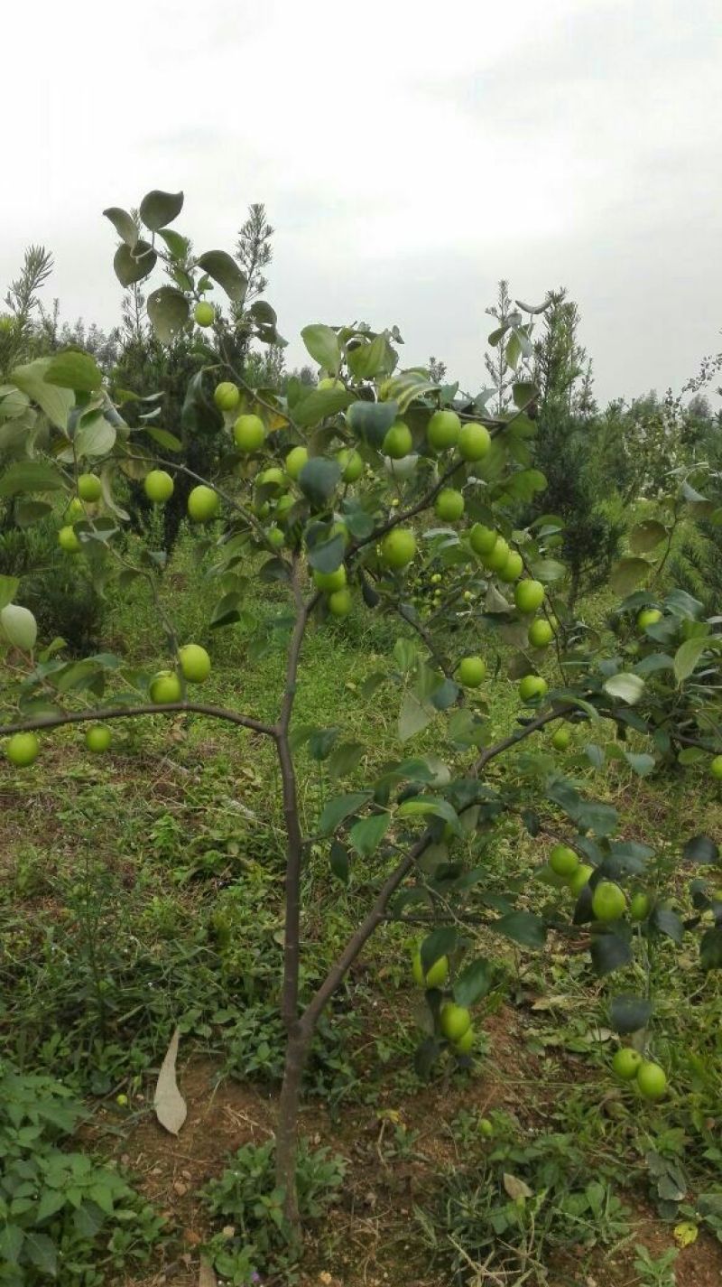 青枣苗蜜丝枣牛奶枣苗，大量现货，现挖现发品种齐全