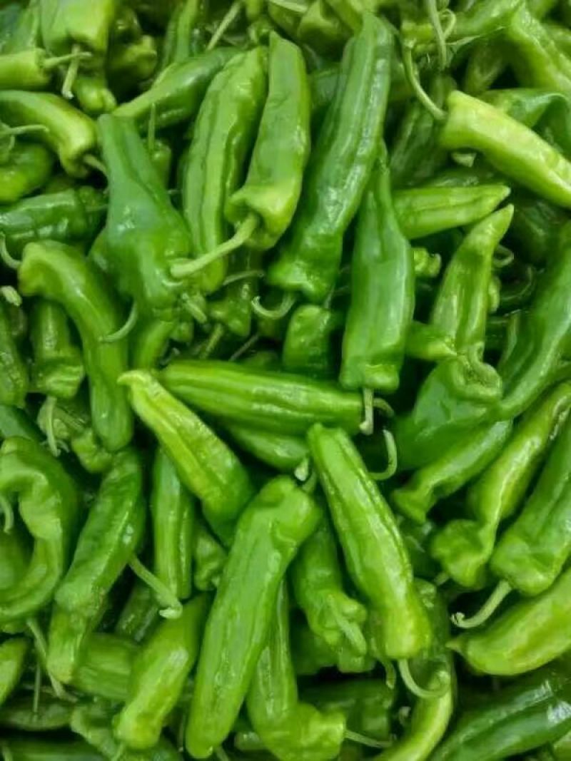 鲜辣椒大青椒4cm以上大量货源301辣椒