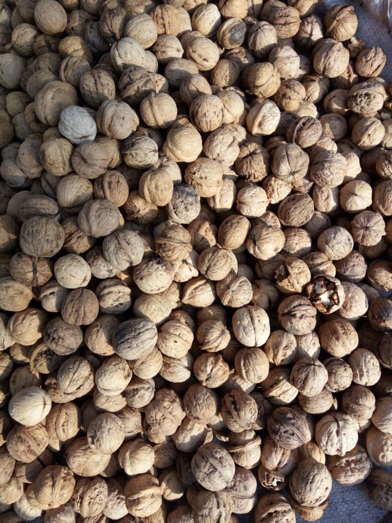 薄皮核桃30mm以上去皮干