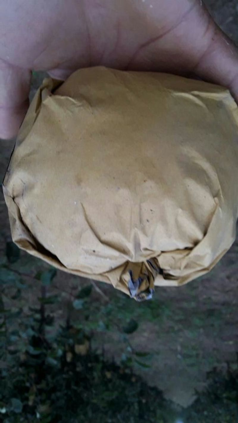 晚秋黄梨600g以上纸加膜
