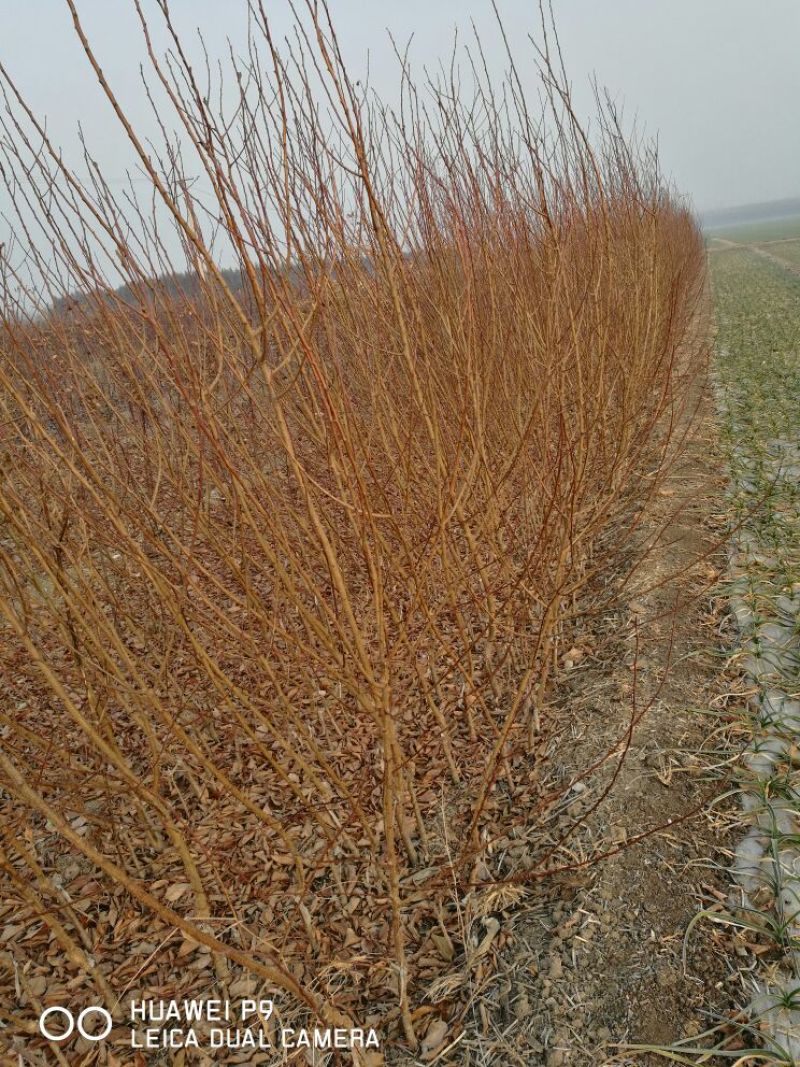 春蜜桃树苗高80cm以上春丽甜蜜桃苗种植包技术