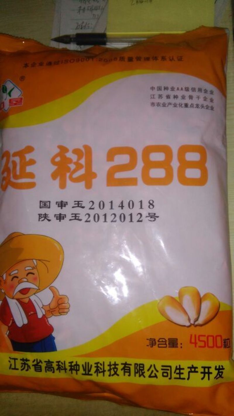 玉米种子