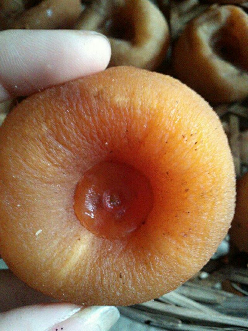 柿饼1~2两