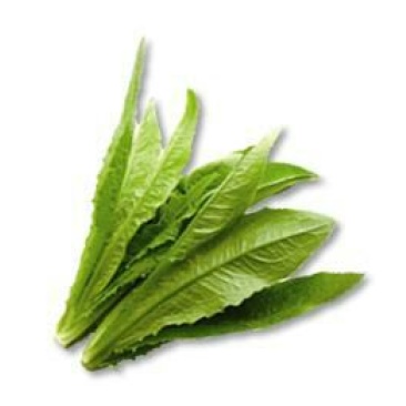 油麦菜