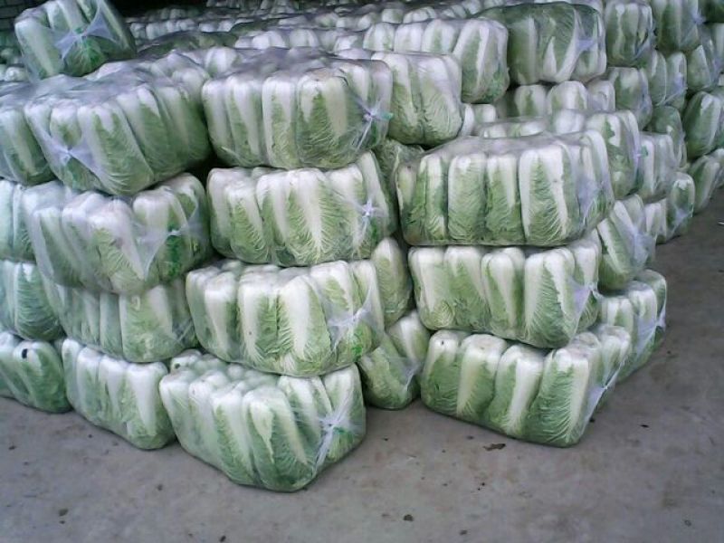 北京新三号白菜大量供应