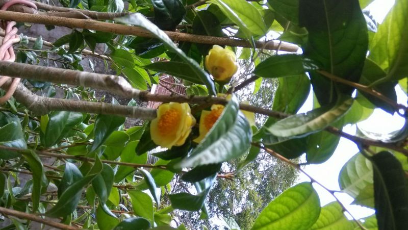 金花茶树苗防普金花茶苗凹脉一年开花保正品假一罚百