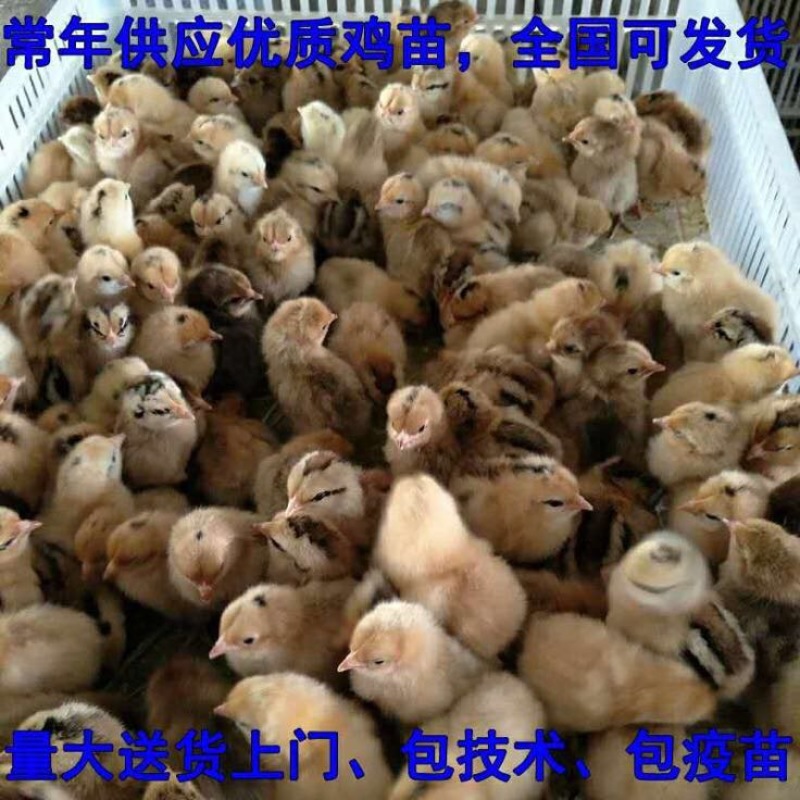 鸡苗
