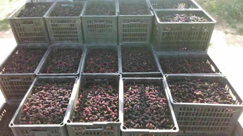 大叶桑～欢迎酒厂！果汁厂！食品厂烘干15一件包邮