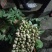 越冬菠菜25~30厘米