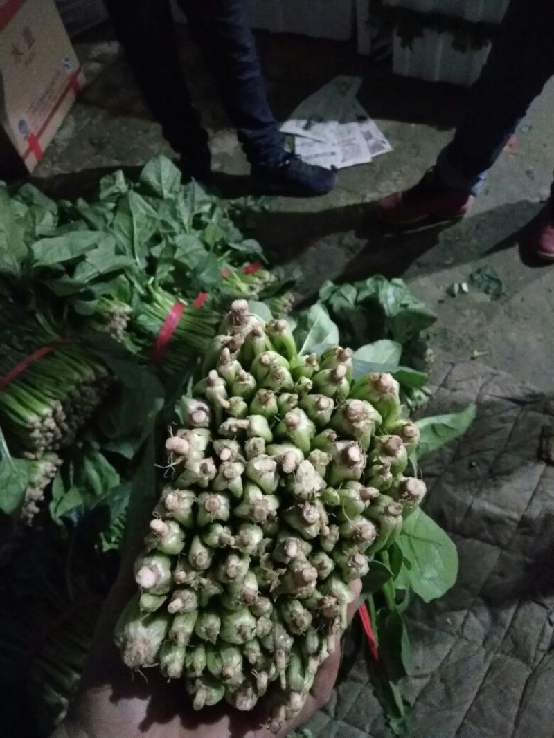 越冬菠菜25~30厘米