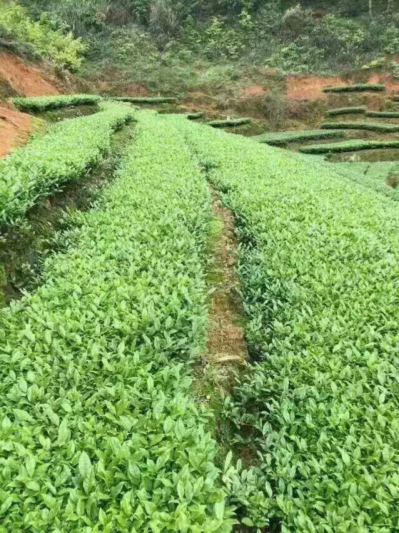 观音茶一级