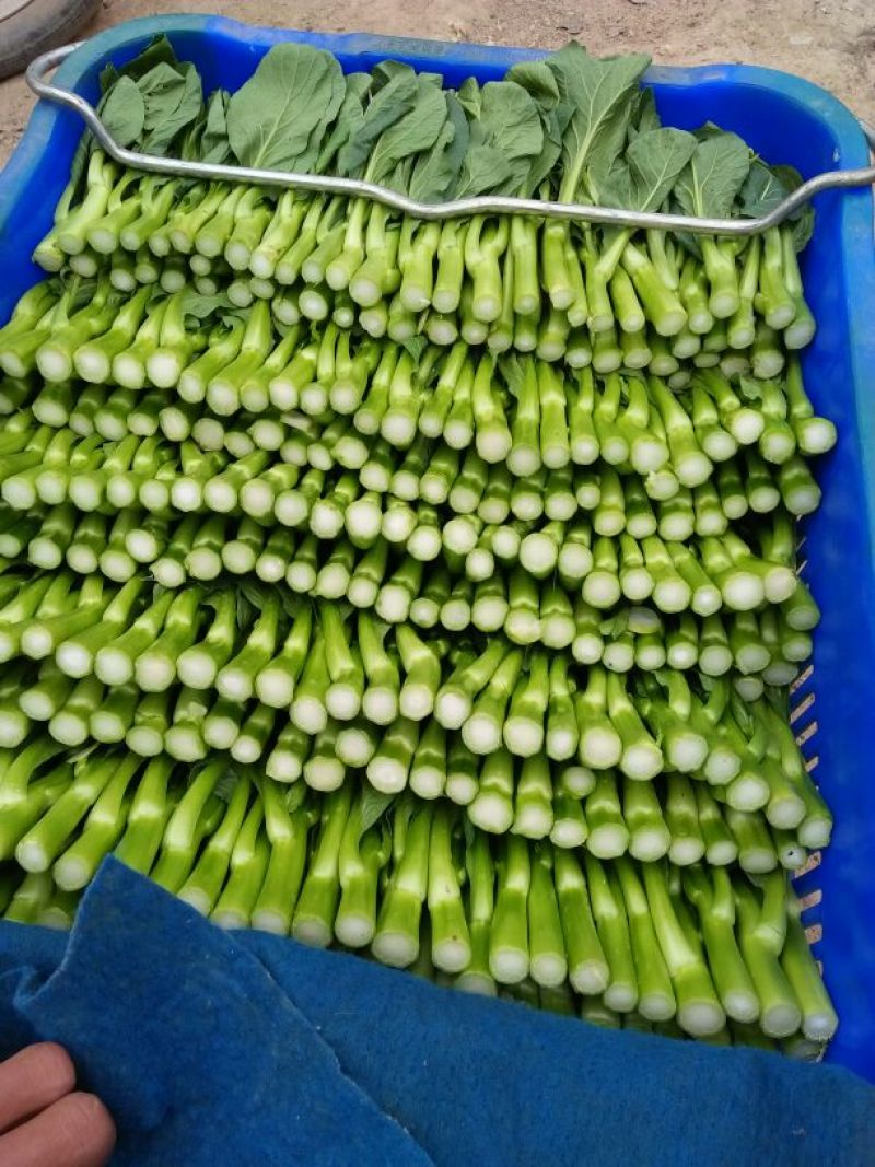 菜苔