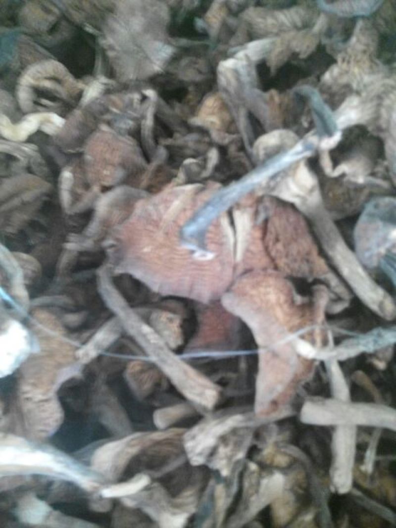 蘑菇一级3cm