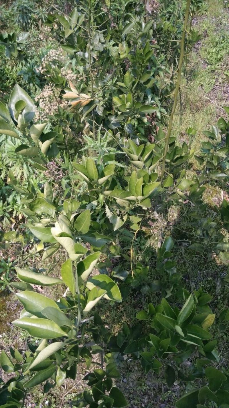 冰糖橙树苗30~50cm