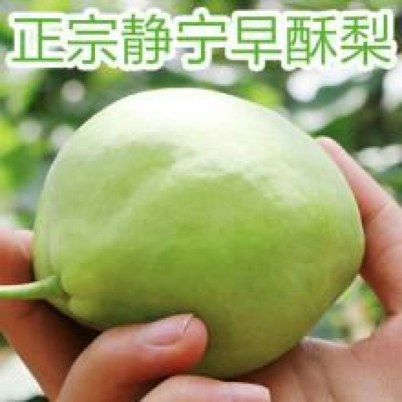 早酥梨200~250g纸箱