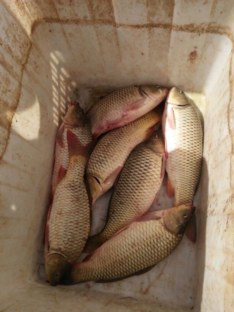 池鲤鱼食用1~2公斤