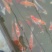 锦鲤鱼苗2~3公斤
