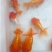 锦鲤鱼苗0.5~1公斤