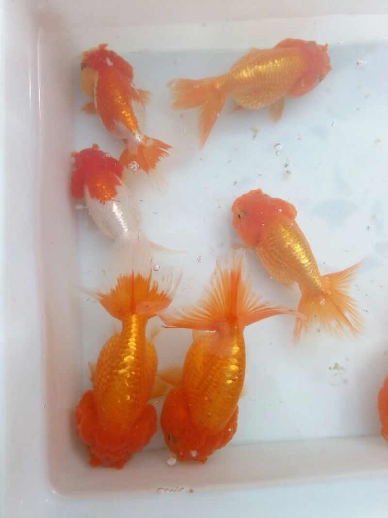 锦鲤鱼苗0.5~1公斤