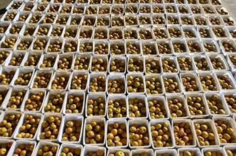 黄金梨150~200g纸箱