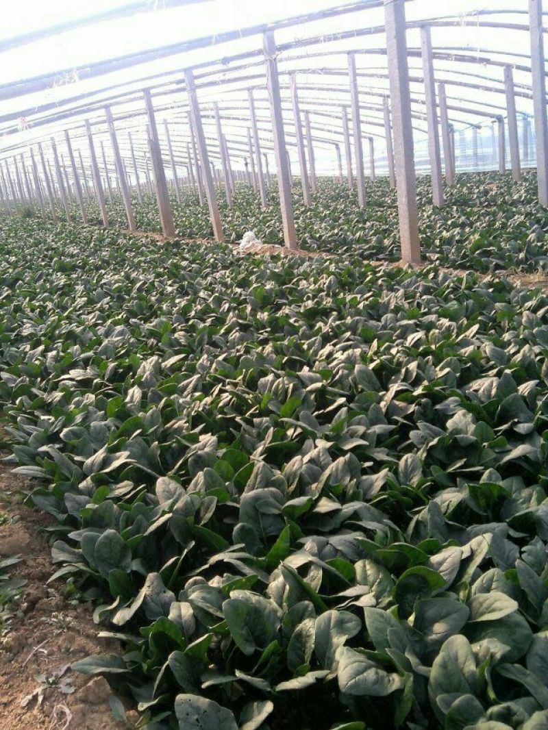 菠菜0.5元～1元大量供货，品质有保证，合作共赢