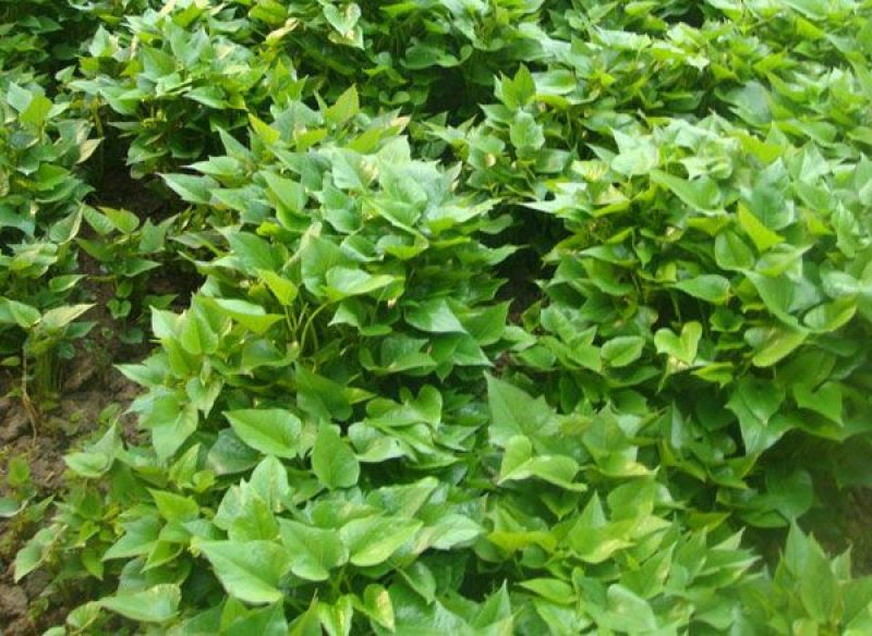 红薯种苗商薯19