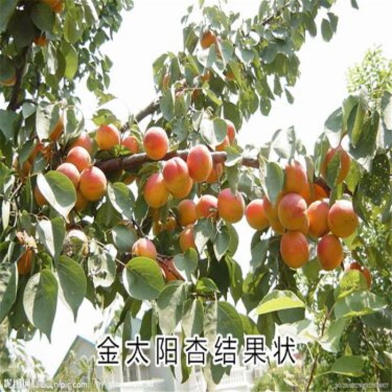 杏子苗80cm以上