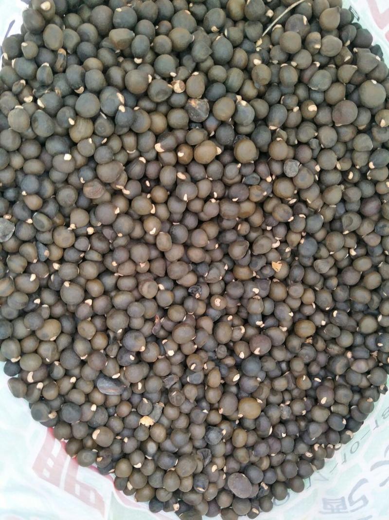野生木瓜0.5~1斤