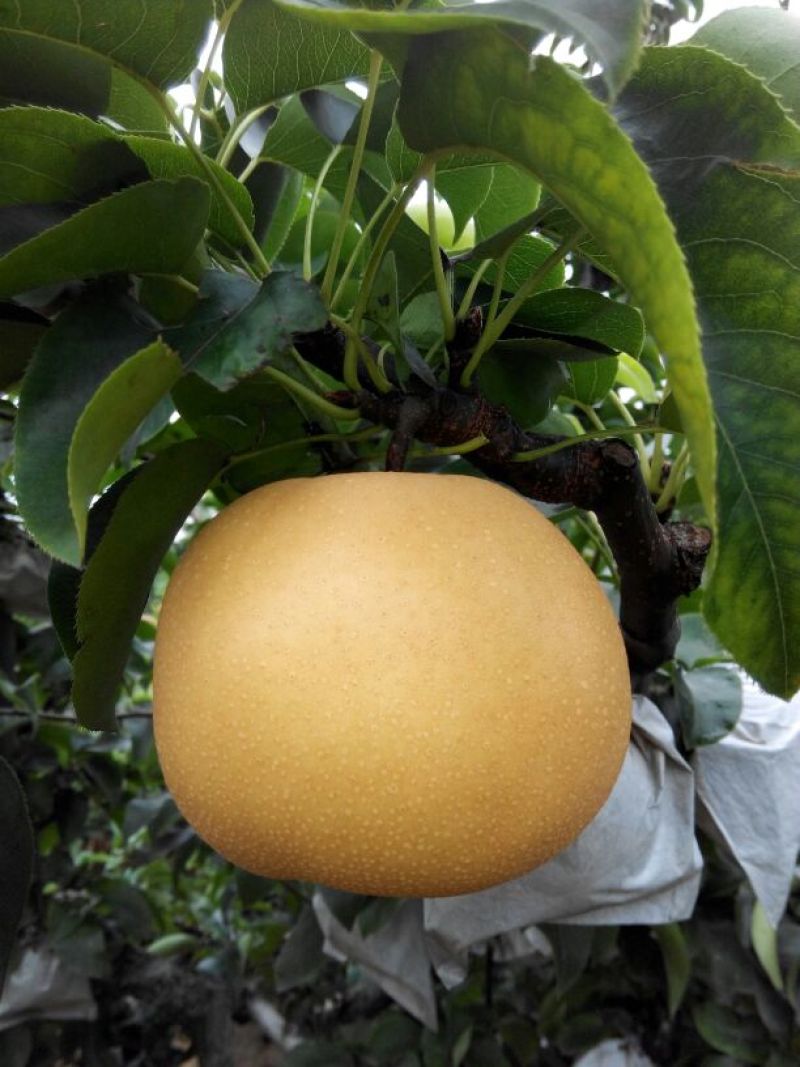 山东冠县水果基地丰水梨纸袋300~350g