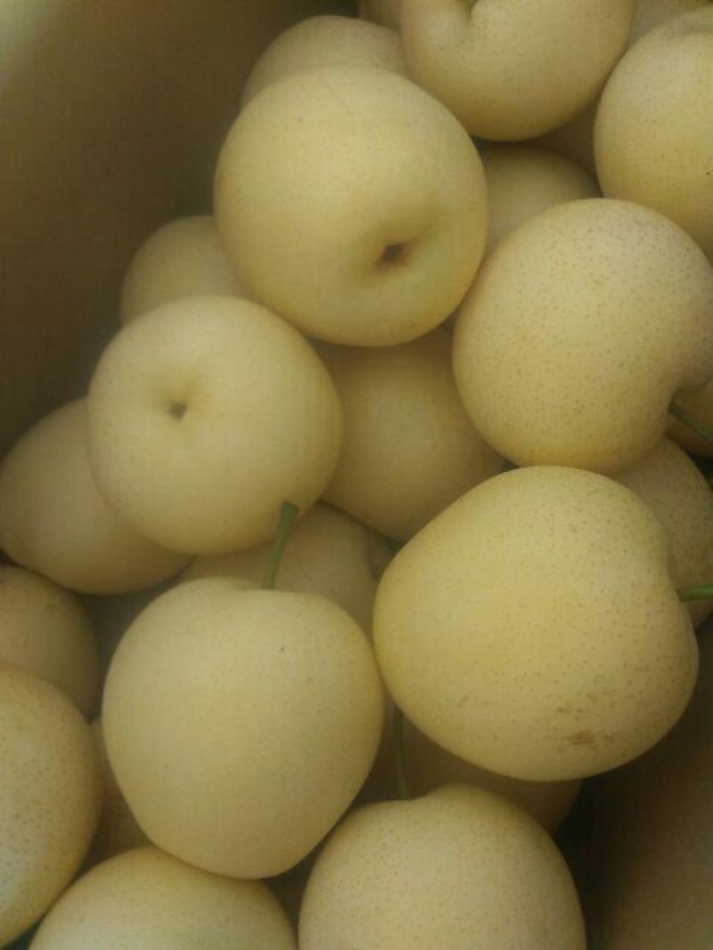 皇冠梨250~300g纸袋