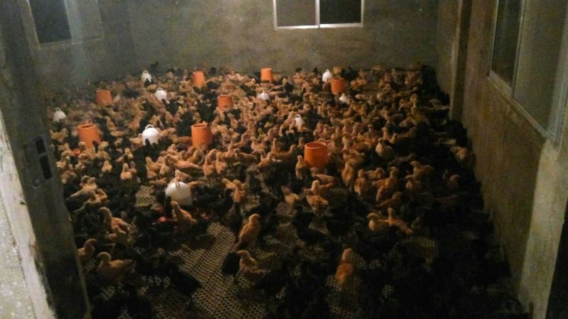 脱温鸡500克以下