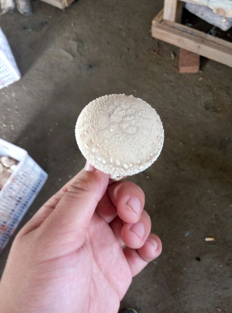 辽宁抚顺市顺城区鲜香菇 4cm以上批发_黄悦供