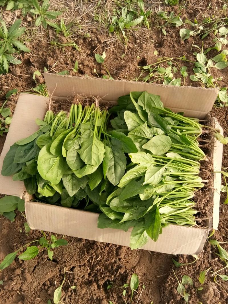 大叶菠菜15~20厘米