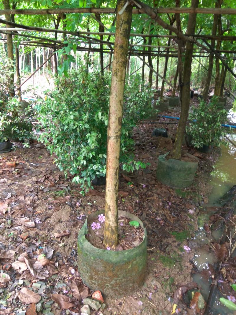 紫薇树8~10cm2.5~3米2~3米
