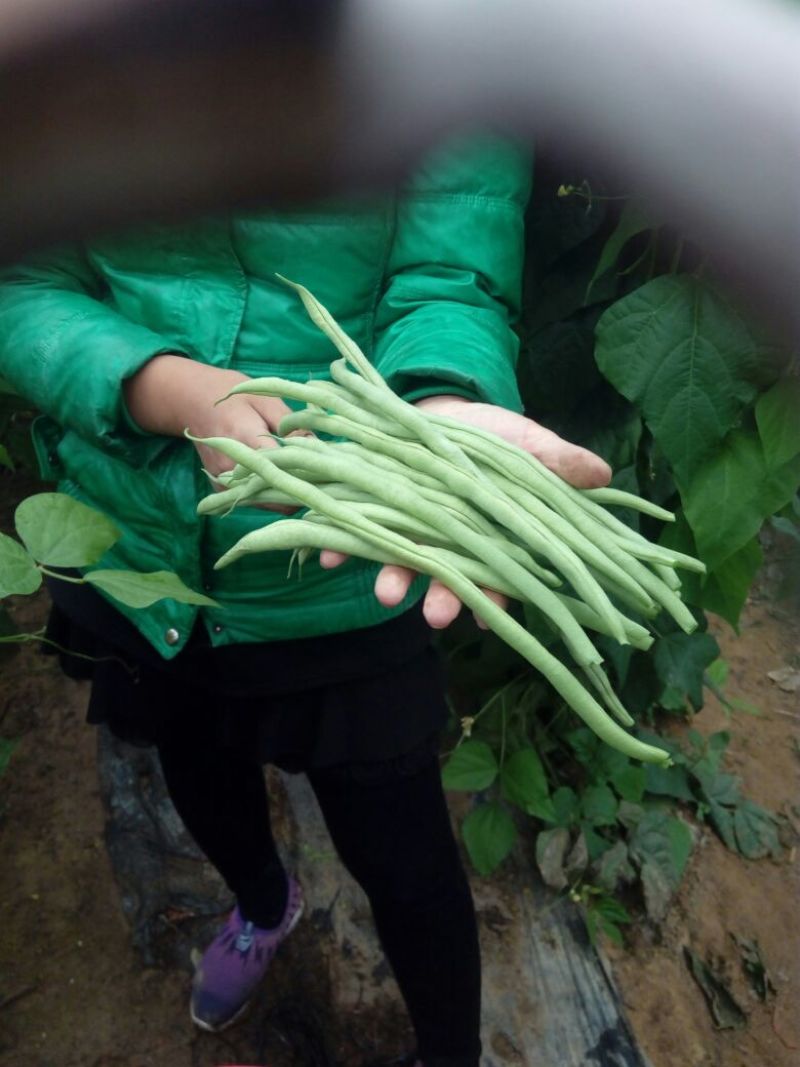 长豆角