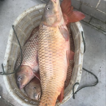 鲤鱼