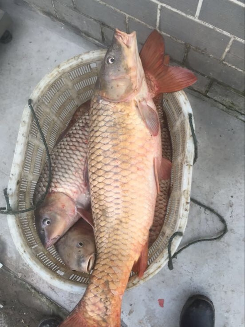 鲤鱼