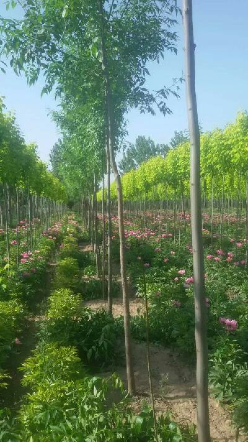 芍药苗10cm以下