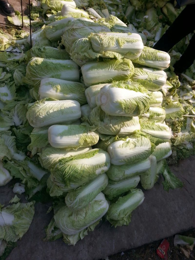北京新三号白菜4~6斤净菜