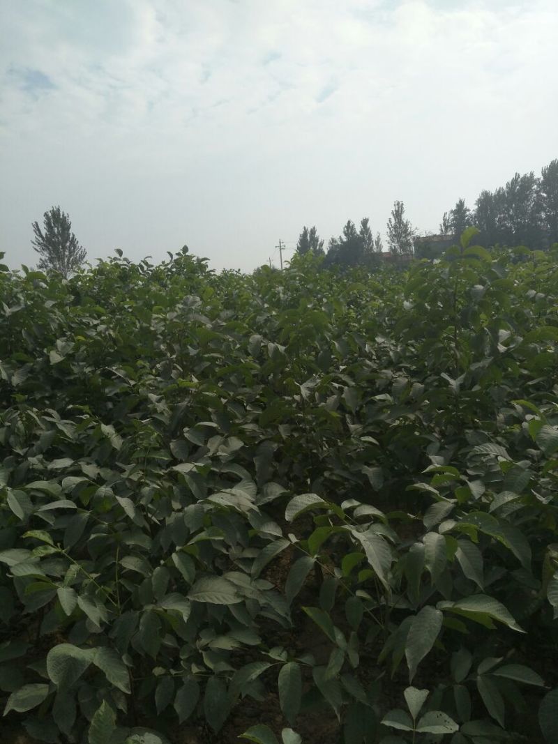 核桃树20cm以上4~6cm0.5~1米